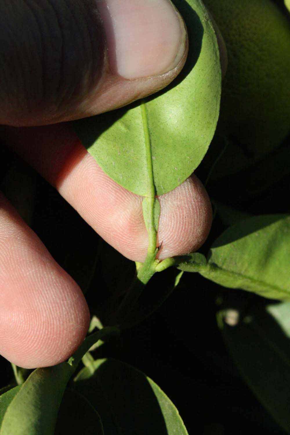              Petiole (Riverside, CA)       